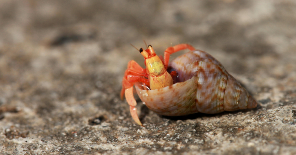 Hermit Crab ready to move to a bigger shell